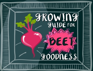 BEET COVER PIC2
