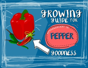 PEPPERS COVER PIC2222