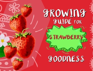 strawberries COVER PIC